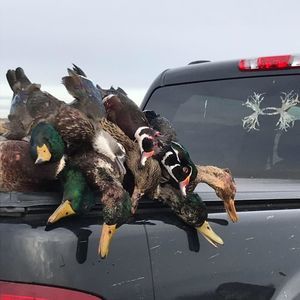 Meet your Posher, Cameron